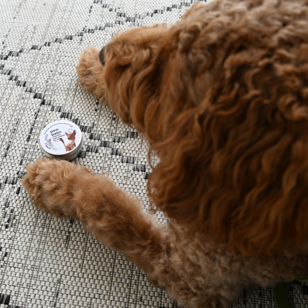 Lavender Dog Paw Balm